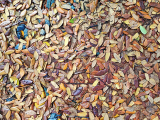 Dry small leaf background 