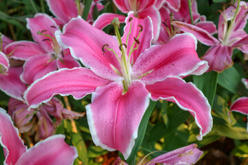 Fototapeta na wymiar Beautiful pink lily flower, Blooming White lilies and green leaves in the garden, Blooming pink tender Lily flower.