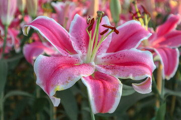 Beautiful pink lily flower, Blooming White lilies and green leaves in the garden, Blooming pink tender Lily flower.