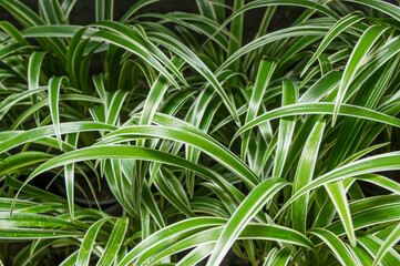 Closeup Chlorophytum comosum, green pattern leaf 