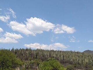 cactus in the background in a hill with the blue sky and clouds in the background