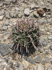 cactus on the ground 