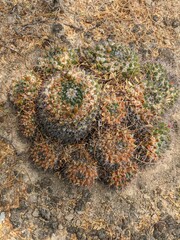 cactus plant in the rocks desert macro shot in mexico 