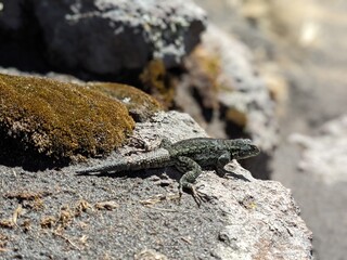 lizard on the rocks