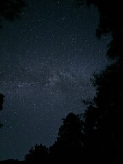 Fototapeta na wymiar starry night sky in the woods