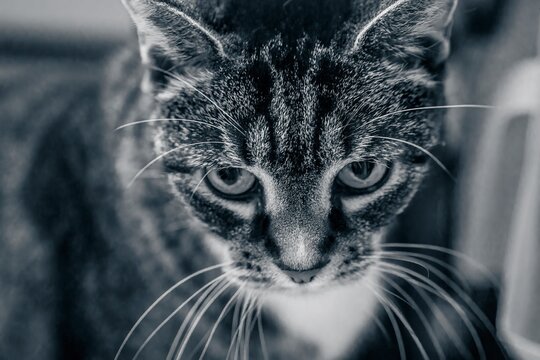 Black and white image of a tabby cat's face in close-up looking directly at camera. Selective focus just above cat's nose for moody, dramatic effect. Angry, intense, suspicious mood.