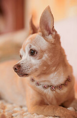 Chihuahua with pink necklace