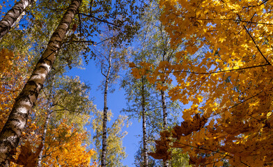 Beautiful autumn trees with yellow leaves illuminated by the sun.