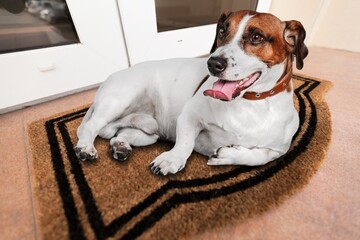 Cute domestic dog pet posing