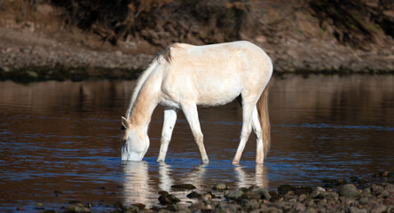 Young pale white mare wild horse feeding on water grass in the Salt River near Mesa Arizona United...