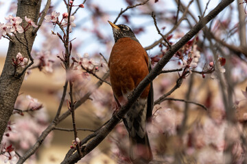 robin on a branch