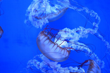 Jellyfish with tentacles flowing through the water