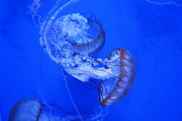 Jellyfish with tentacles flowing through the water