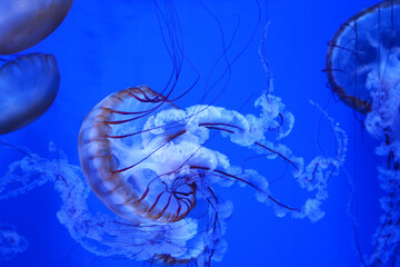 Jellyfish with tentacles flowing through the water