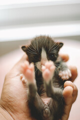 cute newborn cat