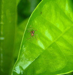 Red ants on a green leaf