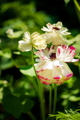 white ranunculus in the garden