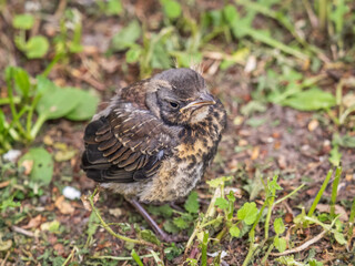 A fieldfare chick, Turdus pilaris, has left the nest and sitting on the spring lawn. A fieldfare chick sits on the ground and waits for food from its parents.