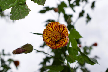 yellow or orange flower blooming close up