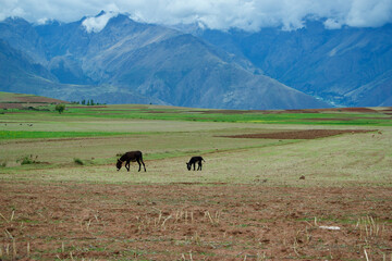 cows in the mountains grazing in Peru