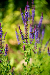 f Salvia nemorosa Caradonna Balkan Clary in a Country Cottage Garden
