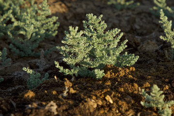 Cressa plant closeup.