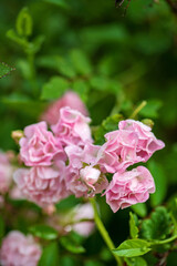pink roses in the garden