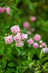 pink roses in the garden