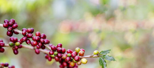 banner ripe coffee beans on brance tree. harvesting Robusta and arabica  coffee berries by...