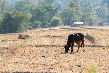 Fototapeta na wymiar A brown cow is grazing in the harvested field at Mueang Khong, Chiang Dao, Chiang Mai, Thailand.