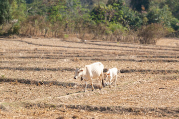 Two white cows are walking in the harvested field at Mueang Khong, Chiang Dao, Chiang Mai, Thailand.