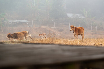 A herd of cows grazes in the middle of the harvested fields in the mist morning beside the village of Mueang Khong, Chiang Dao, Chiang Mai, Thailand.