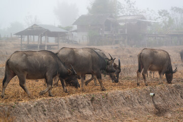 A herd of buffaloes are grazinng in the middle of the harvested fields beside the village in the mist morning at Mueang Khong, Chiang Dao, Chiang Mai, Thailand.