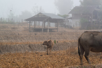 A buffalo calf is grazing in the harvested field in the mist morning at Mueang Khong, Chiang Dao, Chiang Mai, Thailand. (Selective Focus)