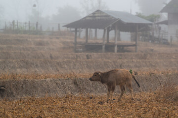 A buffalo calf is grazing in the harvested field in the mist morning at Mueang Khong, Chiang Dao, Chiang Mai, Thailand. (Selective Focus)