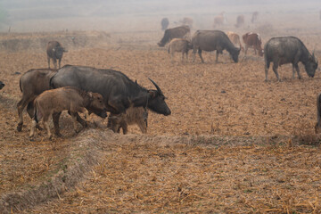 A herd of buffaloes are grazinng in the middle of the harvested fields beside the village in the mist morning at Mueang Khong, Chiang Dao, Chiang Mai, Thailand.
