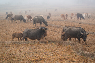 A herd of buffaloes are grazinng in the middle of the harvested fields beside the village in the mist morning at Mueang Khong, Chiang Dao, Chiang Mai, Thailand.
