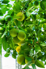 Unripe grapefruit growing in greenhouse