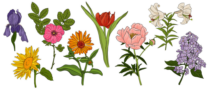 vector drawing garden flowers at white background, sunflower and iris, tulip and peony,lilac and wild rose, calendula and lily, hand drawn botanical illustration