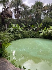 Crystal clear waters in the fervedouros (boilers) jalapão, Brasil