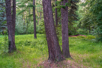 Obraz premium The sun through the trees in the spring park. Beautiful park in spring with bright sun shining through the trees