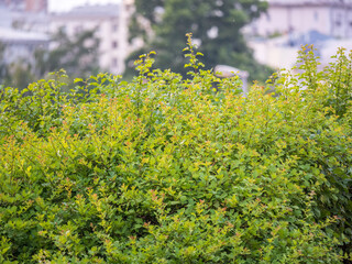 Green bushes with young leaves in the sunset