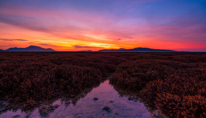 Beautiful sunset or sunrise seascape amazing cloud at sunrise light above the coral reef in Rawai sea Phuket Severe low tide corals growing in the shallows,Staghorn coral reef