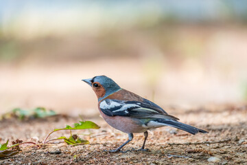 Common chaffinch, Fringilla coelebs, sits on the ground in spring. Common chaffinch in wildlife.