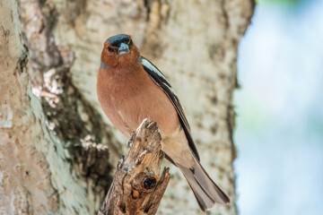 Common chaffinch, Fringilla coelebs, sits on a tree. Common chaffinch in wildlife.