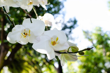 The closed up of the white orchid is very beautiful.
