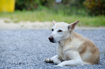 Thai dog is lying on the ground and looking at somewhere.