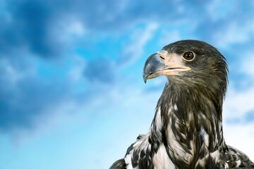 Beautiful big wild bird head