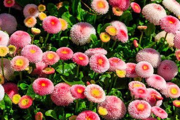 Beautifuln small marguerite flowers on spring flowerbed