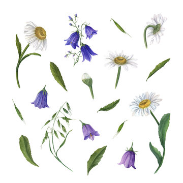 Set of watercolor daisy, campanula, wild oats isolated on white background, . Perfect for wallpaper, print, textile, scrapbooking, wedding invitation, banner design, postcards